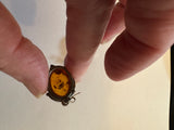 Baltic Amber and silver drop earrings